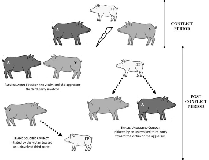 Grafico&nbsp;dei meccanismi post-conflitto osservati nei suini in studio. Legenda: un aggressore, V vittima; TP di terze parti
