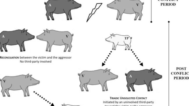 Grafico dei meccanismi post-conflitto osservati nei suini in studio. Legenda: un aggressore, V vittima; TP di terze parti