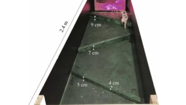 Recinto sviluppato specificatamente per valutare il comportamento dei suinetti attraverso un test motivazionale