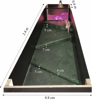 Recinto sviluppato specificatamente per valutare il comportamento dei suinetti attraverso un test motivazionale