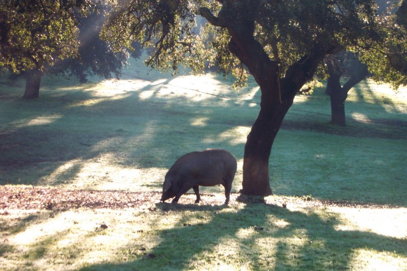 iberico