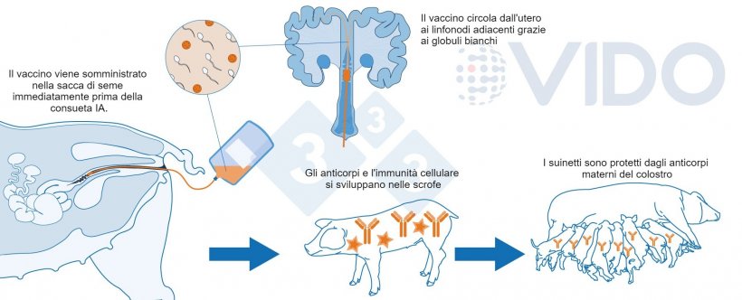 Figura 1. Meccanismo proposto per il vaccino intrauterino: il vaccino intrauterino viene somministrato in utero durante l&#39;inseminazione artificiale standard o post-cervicale per generare una risposta immunitaria cellulare e mediata da anticorpi nelle scrofe. Vengono prodotti anticorpi colostrali, che vengono trasmessi ai suinetti.
