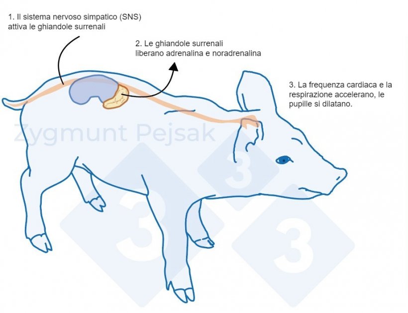 Figura 1. Dopo un evento stressante, il sistema simpatico stimola le ghiandole surrenali a rilasciare adrenalina e norepinefrina. L&#39;attivazione del sistema simpatico nei suini pu&ograve; essere misurata dalla cromogranina A (CgA).
