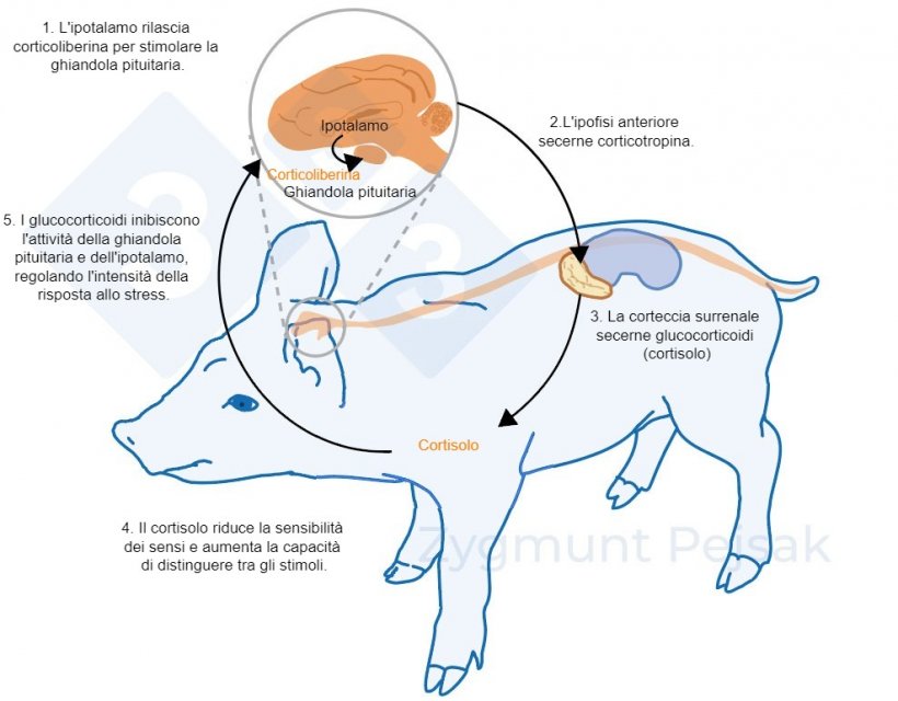 Figura 2. Da minuti a ore dopo che si verifica lo stress, l&#39;asse ipotalamo-ipofisi-surrene (HPA) viene attivato. L&#39;ipofisi secerne corticotropina che, una volta raggiunta la corteccia surrenale, provoca la secrezione di glucocorticoidi, compreso il cortisolo. I glucocorticoidi inibiscono l&#39;attivit&agrave; della ghiandola pituitaria e dell&#39;ipotalamo, regolando cos&igrave; l&#39;intensit&agrave; della risposta allo stress. Il cortisolo &egrave; stato ampiamente utilizzato come marcatore di stress nei suini, nonch&eacute; come test non invasivo della saliva.
