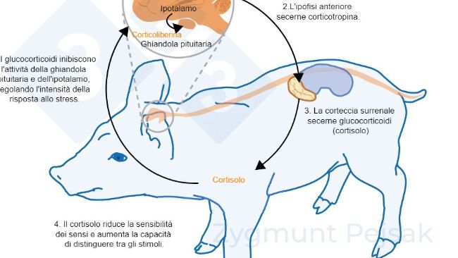 Figura 2. Da minuti a ore dopo che si verifica lo stress, l'asse ipotalamo-ipofisi-surrene (HPA) viene attivato. L'ipofisi secerne corticotropina che, una volta raggiunta la corteccia surrenale, provoca la secrezione di glucocorticoidi, compreso il cortisolo. I glucocorticoidi inibiscono l'attivit&agrave; della ghiandola pituitaria e dell'ipotalamo, regolando cos&igrave; l'intensit&agrave; della risposta allo stress. Il cortisolo &egrave; stato ampiamente utilizzato come marcatore di stress nei suini, nonch&eacute; come test non invasivo della saliva.
