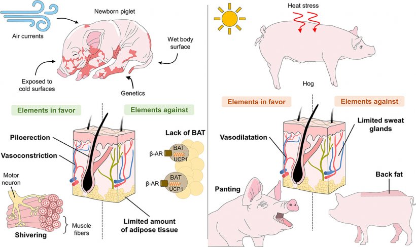 Figura 2. Problemi anatomo-fisiologici dei suinetti legati all'ipotermia e dei suini legati all'ipertermia.