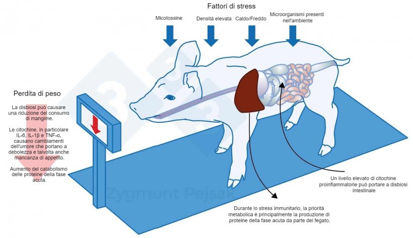 Figura 3. Uno dei costi extra di uno stato di allerta prolungato &egrave; la diminuzione dell&#39;appetito e di conseguenza un periodo di ingrasso pi&ugrave; lungo. Poich&eacute; la pressione dei fattori di stress ambientale influisce in modo diverso su ciascun animale, si verificher&agrave; una differenziazione del peso dei suinetti svezzati o dei suinetti da ingrasso della stessa et&agrave;. La differenziazione del peso tra animali della stessa et&agrave; pu&ograve; avere gravi conseguenze economiche. Inoltre, soprattutto negli animali giovani, una dieta che non contenga nutrienti essenziali per aumentare la resistenza anti-infettiva pu&ograve; rendere gli animali pi&ugrave; vulnerabili.
