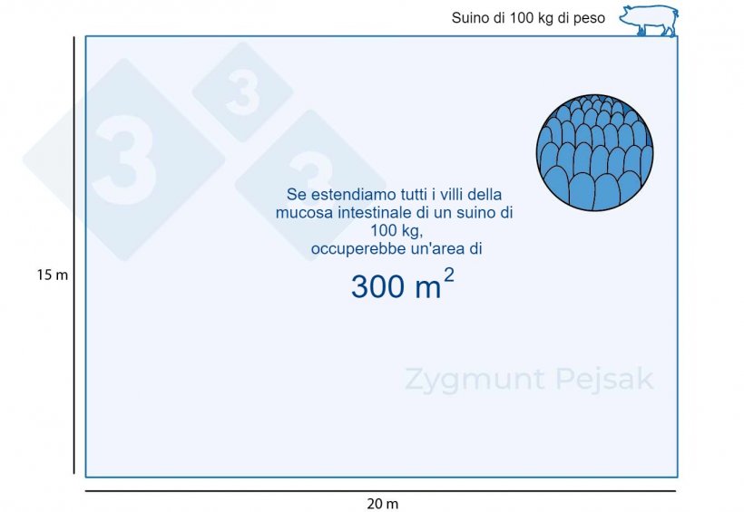 Figura 1. La mucosa intestinale di un suino da ingrasso di 100 kg occupa circa 300 m2.
