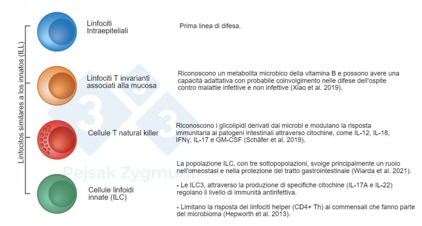 Figura 2. Tra i GALT possiamo distinguere alcune popolazioni fondamentali: I linfociti Innate-like (ILL) sono localizzati nell&#39;intestino tenue e, in misura minore, nell&#39;intestino crasso, svolgono un ruolo importante come la produzione di citochine, molecole citotossiche e peptidi antimicrobici (Hepworth et al., 2013; Sch&auml;fer et al., 2019; Wiarda et al., 2020; Wiarda et al., 2021; Xiao et al., 2019).
