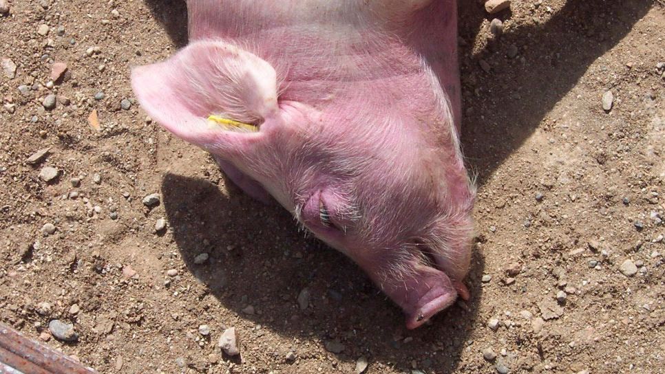 Monitoraggio nella fase di crescita (III)
