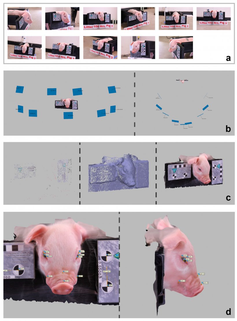 Figura 2. Elaborazione del modello in Agisoft Metashape (suinetto di una figliata di 10 a 4 ore dopo la castrazione come esempio): (a) Set di 11 immagini immesse in Metashape; (b) Set di 9 immagini allineate con successo nello spazio 3D da Metashape come rappresentato da rettangoli blu visti frontalmente e dall'alto; (c) Da sinistra a destra una vista del modello di nuvola di punti sparsa, wireframe e texture (ovvero con sovrapposizione di foto 3D) di un modello elaborato di un suinetto; (d) Posizione dei 16 punti di riferimento, inclusi 4 punti di riferimento per la scala nello stampo.