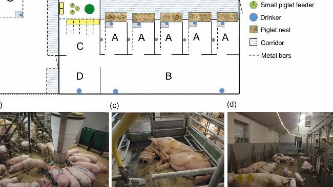 Fig. 1. (a) Layout del sistema di allattamento multiplo (MS) per scrofe e suinetti composto da due unità MS e un'area di allattamento intermittente (IS). Ogni unità MS conteneva 5 recinti da parto con nidi per maialini (A), un'area SM comune che comprendeva un'area di riposo (B), un'area di alimentazione (C) e un'area sporca (D). In ogni recinto da parto c'era un nido riscaldato per i suinetti, una mangiatoia con abbeveratoio per le scrofe e un abbeveratoio per i suinetti. Per scrofe e maialini erano disponibili due abbeveratoi extra nella zona di riposo e un abbeveratoio nell'area sporca. L'area di alimentazione conteneva cinque mangiatoie per le scrofe e un'area circostante accessibile solo ai suinetti. Nelle cinque mangiatoie era presente una mangiatoia in acciaio inox a pavimento con cinque mangiatoie, separate da sbarre metalliche orizzontali, accessibile sia alle scrofe che ai suinetti. Nell'area circostante c'erano tre piccole mangiatoie rotonde (diametro: 28 cm) (utilizzate fino al giorno 35 p.p.), una mangiatoia automatica per suinetti controllata da sensori contenente dieci posti di alimentazione (Rondomat, Fancom B.V., Paesi Bassi) (utilizzata dal giorno 28 p.p.) e due tramogge di alimentazione con mangime per scrofe (utilizzate dal giorno 28 p.p.) per consentire ai suinetti l'accesso al mangime per scrofe durante l'intera giornata. Collegata all'unità MS c'era l'area IS (E), che comprendeva le poste di alimentazione per le scrofe (F) e un recinto per verri (G). (b) Area di alimentazione comune. (c) recinto da parto. (d) Zona SM comunale. (e) L'area tra l'area SM e l'area IS. (f) zona SI. (g) Reparto allevamento.