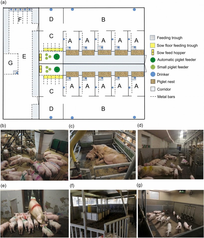 Fig. 1. (a) Layout del sistema di allattamento multiplo (MS) per scrofe e suinetti composto da due unità MS e un'area di allattamento intermittente (IS). Ogni unità MS conteneva 5 recinti da parto con nidi per maialini (A), un'area SM comune che comprendeva un'area di riposo (B), un'area di alimentazione (C) e un'area  sporca (D). In ogni recinto da parto c'era un nido riscaldato per i suinetti, una mangiatoia con abbeveratoio per le scrofe e un abbeveratoio per i suinetti. Per scrofe e maialini erano disponibili due abbeveratoi extra nella zona di riposo e un abbeveratoio nell'area  sporca. L'area di alimentazione conteneva cinque mangiatoie per le scrofe e un'area circostante accessibile solo ai suinetti. Nelle cinque mangiatoie era presente una mangiatoia in acciaio inox a pavimento con cinque mangiatoie, separate da sbarre metalliche orizzontali, accessibile sia alle scrofe che ai suinetti. Nell'area circostante c'erano tre piccole mangiatoie rotonde (diametro: 28 cm) (utilizzate fino al giorno 35 p.p.), una mangiatoia automatica per suinetti controllata da sensori contenente dieci posti di alimentazione (Rondomat, Fancom B.V., Paesi Bassi) (utilizzata dal giorno 28 p.p.) e due tramogge di alimentazione con mangime per scrofe (utilizzate dal giorno 28 p.p.) per consentire ai suinetti l'accesso al mangime per scrofe durante l'intera giornata. Collegata all'unità MS c'era l'area IS (E), che comprendeva le poste di alimentazione per le scrofe (F) e un recinto per verri (G). (b) Area di alimentazione comune. (c) recinto da parto. (d) Zona SM comunale. (e) L'area tra l'area SM e l'area IS. (f) zona SI. (g) Reparto allevamento.
