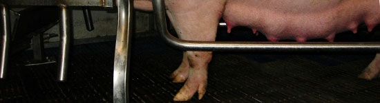 Scrofa gravida