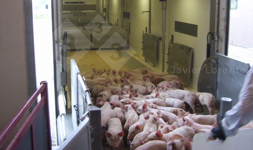 Foto 4. Suinetti che entrano nel camion. Camion preparato, condizionato e chiuso per evitare freddo e correnti d&#39;aria sui suinetti.
