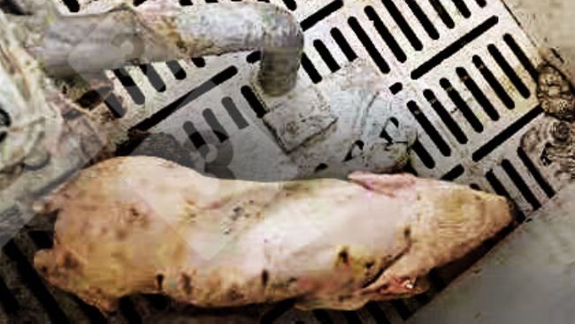 Figura 1. Suinetto&nbsp;con febbre >40&deg;C, incoordinazione, tremore, depressione e diarrea.
