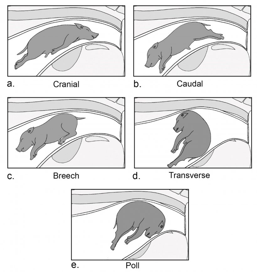 Figura 2.Posizionamento anatomico del suinetto&nbsp;all&#39;interno del canale del parto al momento del parto: (a) presentazione cranica che coinvolge la testa che esce per prima e gli arti anteriori raccolti contro il corpo; (b) presentazione caudale che coinvolge prima le zampe posteriori, estese posteriormente lontano dal corpo; (c) posizione podalica che coinvolge i quarti posteriori prima e gli arti posteriori flessi in avanti verso il corpo; (d) posizionamento trasversale che comporta un posizionamento laterale del corpo con gli arti anteriori e posteriori per ultimi; (e) presentazione con un collo piegato con la testa premuta contro il corpo e il muso rivolto verso la cervice.
