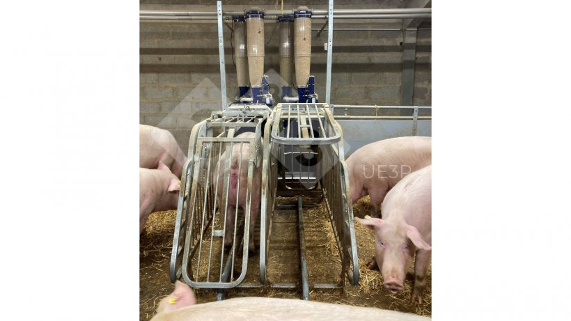 Foto 1. Alimentatori automatici in una sala di gestazione presso UE3P, in grado di miscelare due diete e distribuire ogni giorno una razione diversa per ogni scrofa in gestazione.
