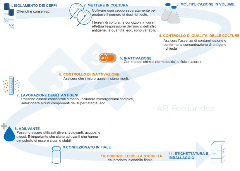 Figura 1. Schema di produzione di un vaccino stabulogeno.
