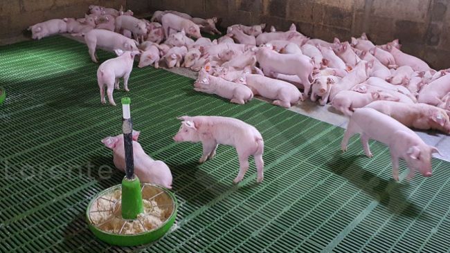 Foto 3. In alto: Suinetti che riposano correttamente. In basso: Fonte di calore insufficiente
