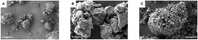 Figura 2. Micrografie elettroniche a scansione di eccipienti portanti solidi rivestiti con la nanoemulsione NE50: (A) mannitolo, (B) lattosio e (C) carbonato di calcio (ingrandimento 1.000×, barre della scala: 50 μm).