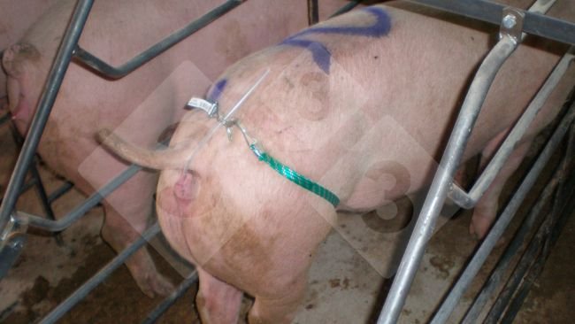 Applichiamo il catetere ben lubrificato e fissato