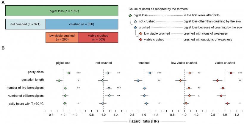 Figura 1. (A) Differenziazione degli eventi per il numero di suinetti morti nella prima settimana dopo la nascita. La barra in alto rappresenta tutte le perdite di suinetti, le barre al centro la differenziazione delle perdite di suinetti in suinetti non schiacciati rispetto a quelli schiacciati, e le barre in basso la differenziazione dei suinetti schiacciati in suinetti schiacciati a bassa vitalità rispetto a suinetti schiacciati vitali. (B) Risultati delle analisi di regressione di Cox a effetti misti per i cinque eventi definiti. Rapporti di rischio stimati con intervallo di confidenza del 95% sono mostrati per le cinque covariate (potenziali fattori di rischio). Codice di significato: ***p 