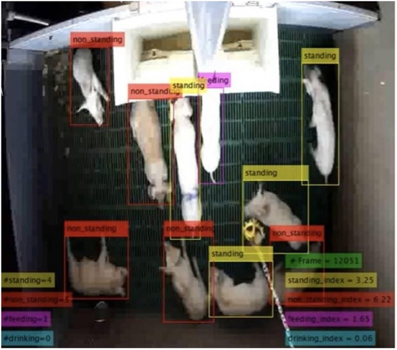 Figura 2. Campione di rilevamento di un box a caso della prova sperimentale. Il metodo quantifica il comportamento di ogni suino in ogni periodo di tempo. L'indice di comportamento viene quindi calcolato in corrispondenza dell'intervallo di tempo, secondo un'equazione.