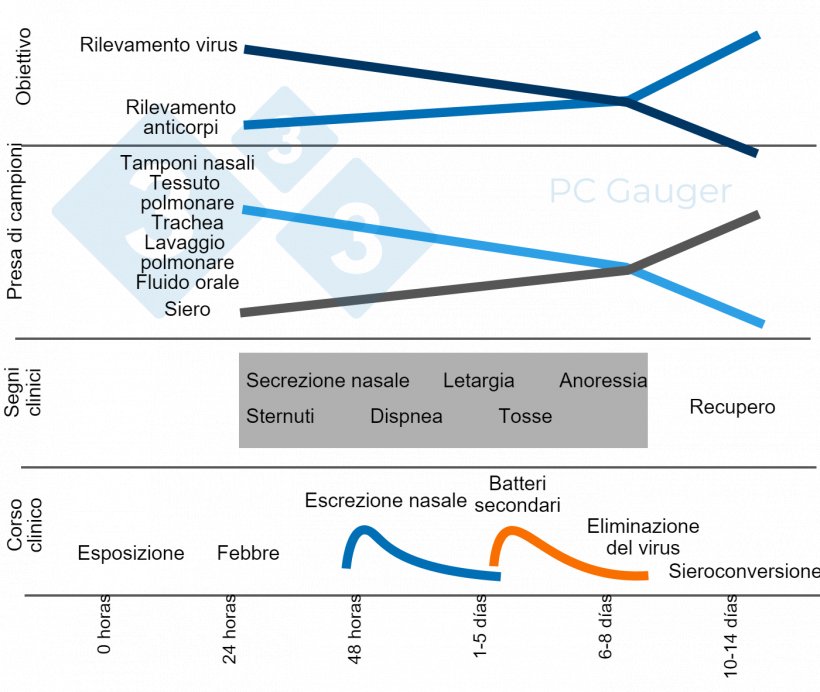 Figura 1.Campionamento finalizzato alla rilevazione diretta o indiretta e alla diagnosi del virus dell&#39;influenza A nei suini. Il campionamento per il rilevamento diretto dovrebbe essere effettuato durante l&#39;escrezione del virus, all&#39;inizio del decorso della malattia. Il rilevamento indiretto degli anticorpi dell&#39;influenza deve essere eseguito dopo l&#39;eliminazione del virus ed &egrave; diretto alla risposta immunitaria contro l&#39;infezione.
