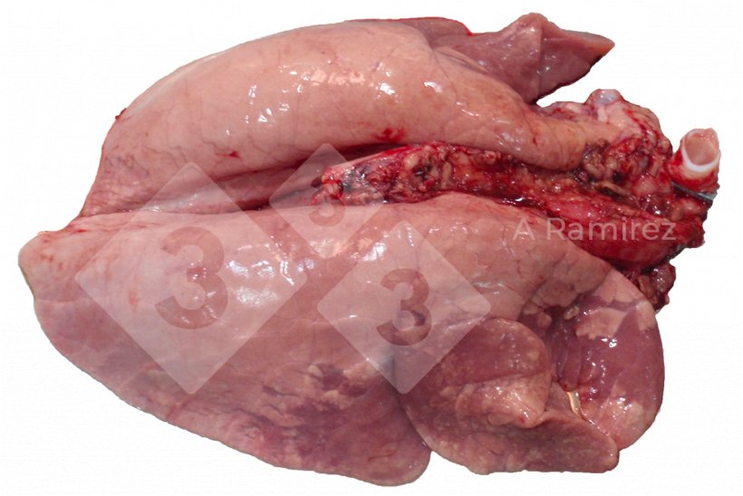 Figura 2. Consolidamento polmonare cranioventrale comune nelle infezioni da influenza A non complicate. Queste lesioni sono simili a quelle causate da Mycoplasma hyopneumoniae.
