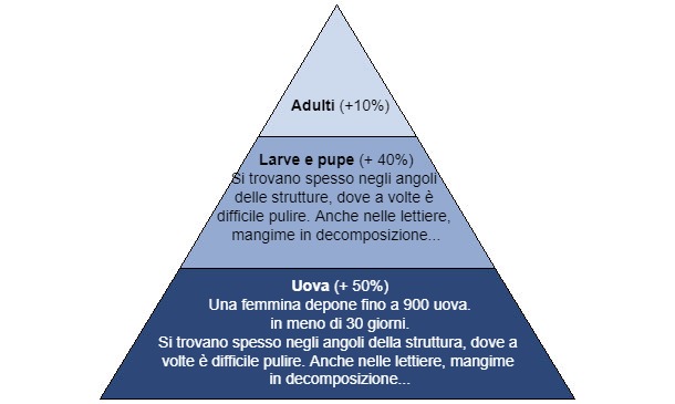 Potenziale riproduttivo della mosca domestica
