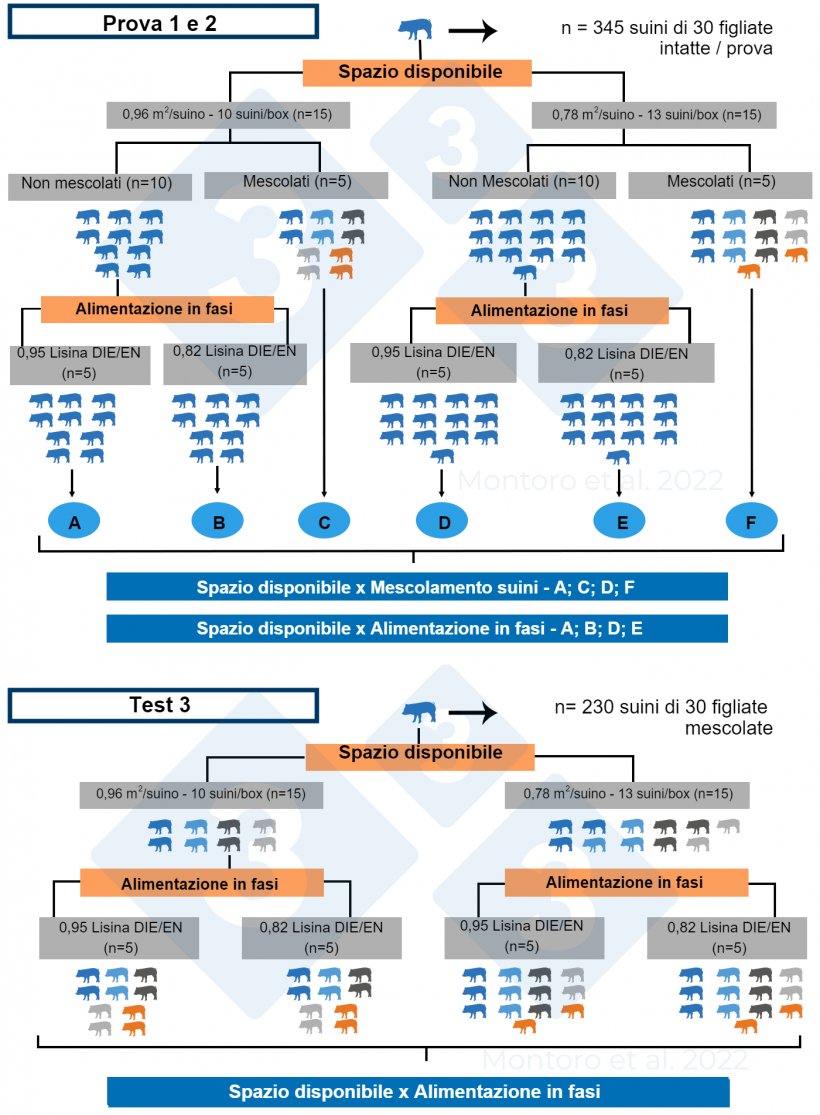 Figura 2. Illustrazione schematica del disegno sperimentale nelle prove 1, 2 e 3. Nelle prove 1 e 2, il disegno sperimentale era una disposizione fattoriale di due 2 &times; 2 con spazio disponibile x mescolamento dei suini&nbsp;e spazio disponibile x alimentazione in fasi&nbsp;come trattamenti, rispettivamente. Nella prova 3, il disegno sperimentale era una disposizione fattoriale 2 &times; 2 con lo spazio disponibile x l&#39;alimentazione a fasi come trattamento e il mescolamento dei suini&nbsp;&egrave; stata applicata a tutti i box. Fonte: Montoro et al. 2022.

