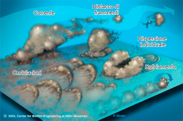 Figura 7. I batteri del biofilm possono mobilitarsi in molti modi: collettivamente o in increspature, rotolando sulla superficie o staccati in gruppi o individualmente, disperdendosi nella corrente. Fonte:&nbsp;Center for Biofilm Engineering, Montana State University
