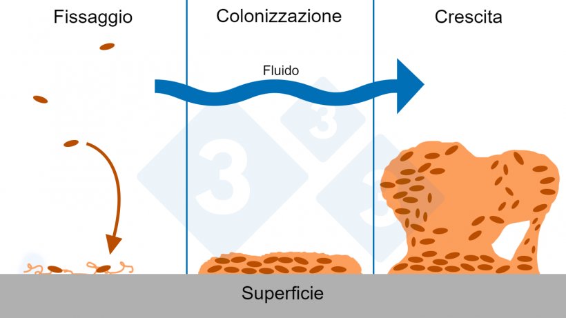 Figura 6. Tre fasi della formazione del biofilm: fissaggio, colonizzazione e crescita di strutture complesse del biofilm. Fonte: Figura adattata&nbsp;con il permesso di&nbsp;The Center for Biofilm Engineering, Montana State University.
