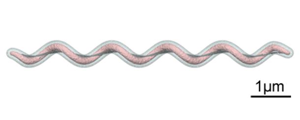 Figura 2. Grafico che mostra la forma spirochete di&nbsp;Brachyspira spp. Fonte: Y_tambe. https://creativecommons.org/licenses/by-sa/3.0/deed.en
