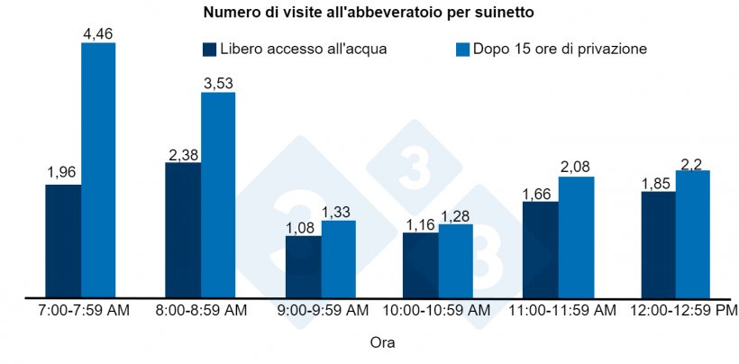 Figura 1. Numero di visite all&#39;abbeveratoio per suinetto dopo 15 ore di privazione o libero accesso all&#39;acqua.
