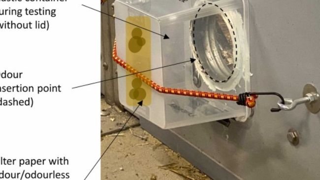 Fig. 3. Illustrazione del posizionamento del contenitore di plastica durante il test. Il contenitore di plastica, contenente un controllo dell'odore o dell'inodore, è stato posto senza coperchio sul punto di inserimento dell'odore (cerchio nero tratteggiato), coprendo l'intero foro. La carta da filtro contenente l'odore o il campione inodore è stata attaccata al fondo del contenitore di plastica (segni marroni all'interno del contenitore di plastica). Questa disposizione assicurava che il campione fosse posizionato davanti al muso del suino mentre il suino annusava all'interno del punto di inserimento degli odori, in quanto il suino non poteva toccare fisicamente il campione per evitare di mescolare gusto e olfatto.