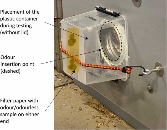 Fig. 3. Illustrazione del posizionamento del contenitore di plastica durante il test. Il contenitore di plastica, contenente un controllo dell&#39;odore o dell&#39;inodore, &egrave; stato posto senza coperchio sul punto di inserimento dell&#39;odore (cerchio nero tratteggiato), coprendo l&#39;intero foro. La carta da filtro contenente l&#39;odore o il campione inodore &egrave; stata attaccata al fondo del contenitore di plastica (segni marroni all&#39;interno del contenitore di plastica). Questa disposizione assicurava che il campione fosse posizionato davanti al muso del suino&nbsp;mentre il suino&nbsp;annusava all&#39;interno del punto di inserimento degli odori, in quanto il suino&nbsp;non poteva toccare fisicamente il campione per evitare di mescolare gusto e olfatto.
