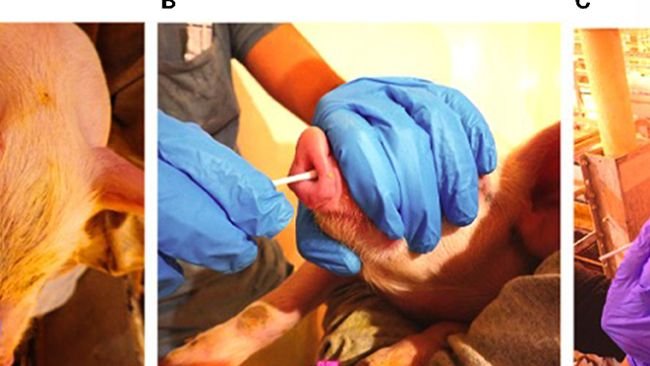 Figure 1. Tampone sangue della vena auricolare (A), Tampone Nasale (B), Swab orale (C) Oral swab.