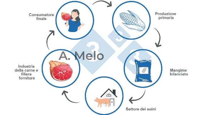 Grafico 1: Grafico della filiera alimentare dalla produzione primaria alla tavola del consumatore finale.
