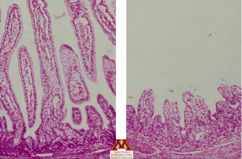 Atrofia dei villi causata dal rotavirus. Foto delle malattie dei suini di Perle Zhitnitskiy, DVM, MSpVM. Fonte: Dr. Carlos Pijoan https://creativecommons.org/licenses/by-nc/4.0/
