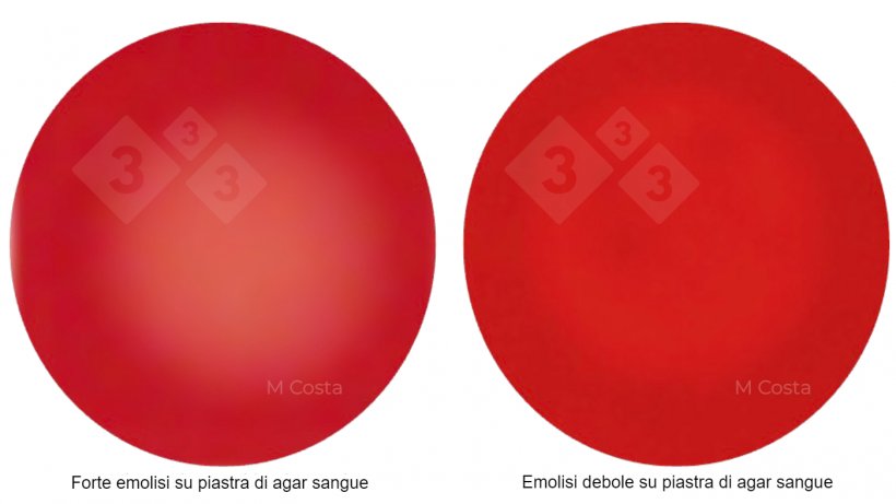 Figura 1. Differenza visiva tra ceppi di Brachyspira fortemente emolitici (a sinistra) e debolmente emolitici (a destra). Foto scattate su agar sangue di pecora al 5%, la trasparenza &egrave; indicativa di emolisi (rottura dei globuli rossi).
