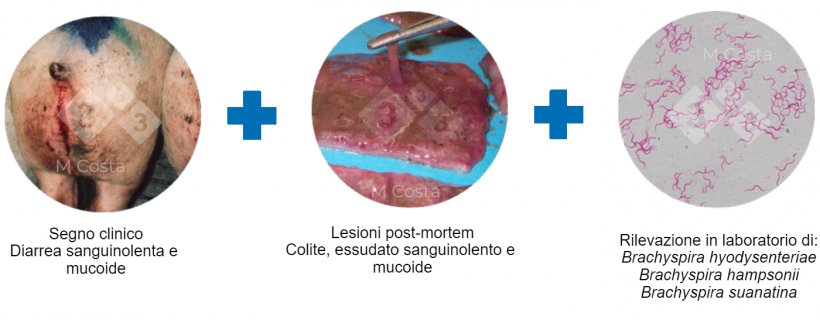 Figura 2. Triade di test suggeriti per confermare la diagnosi di Dissenteria Suina.
