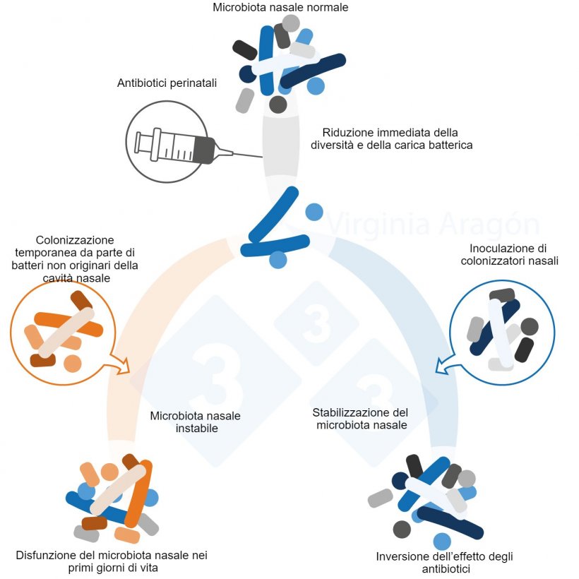 Figura 1. Gli antibiotici perinatali producono una riduzione della carica batterica del microbiota nasale che ne altera la diversit&agrave; e la composizione. Questa alterazione dura pi&ugrave; a lungo quando vengono trattate le madri. L&#39;inoculazione di colonizzatori nasali pu&ograve; invertire questo effetto.
