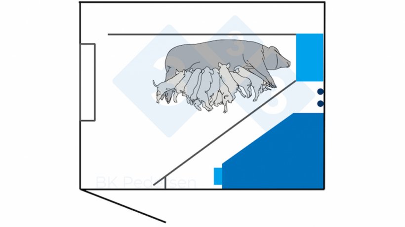 Figura 2. In precedenza, i requisiti in Germania includevano uno spazio del recinto di 6,5 m2 o pi&ugrave;, richiedendo che la scrofa potesse sdraiarsi su un fianco senza toccare la parete del box con le gambe distese. Pertanto i box&nbsp;tedeschi della prima generazione sono solitamente lunghi 3,00 m e larghi 2,30 m. Il box&nbsp;comprende una gabbia situata a 40 cm dalla parete del box per consentire alla scrofa di sdraiarsi senza toccarla.
