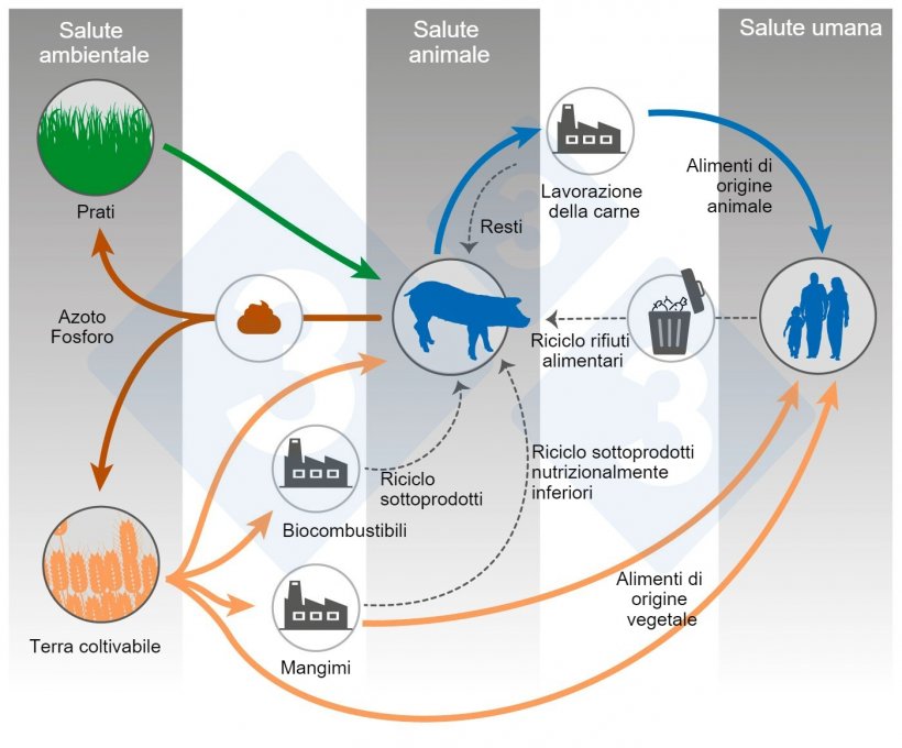 Nutrizione animale e One Health. Modificato a partire da Shurson e Urriola 2022.
