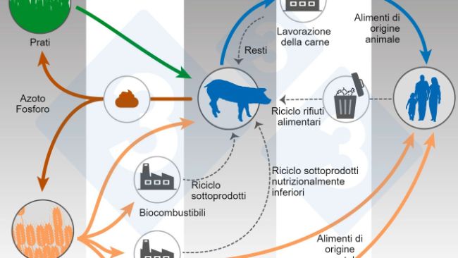Nutrizione animale e One Health. Modificato a partire da Shurson e Urriola 2022.
