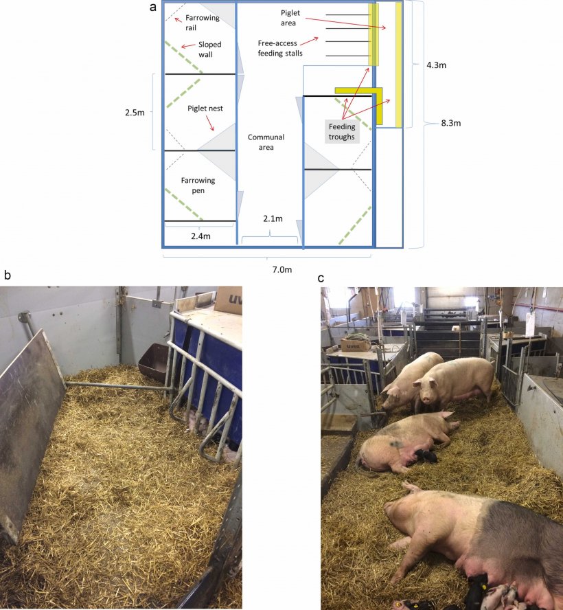 Figura 1. a. Illustrazione schematica di un'unità parto comune con box parto liberi, area comune e postazioni di alimentazione ad accesso libero per 5 scrofe. B. Recinto parto individuale ad ingresso libero in un'unità parto comune, con abbondante lettiera di paglia. Recinto dotato di parete inclinata (lato sinistro), barra parto (angolo opposto all'ingresso del recinto) e nido per suinetti (lato destro). Prima del parto solo i recinti venivano riforniti di paglia. L'ingresso del recinto aveva una soglia bassa parzialmente visibile nell'angolo in basso a destra dell'immagine. C. Unità parto comune per cinque scrofe, con quattro scrofe nell'area comune, a cui è stata fornita paglia due settimane dopo il parto quando i suinetti venivano liberati dai box parto. Le gabbie parto individuali si trovano su entrambi i lati dell'area comune.
​