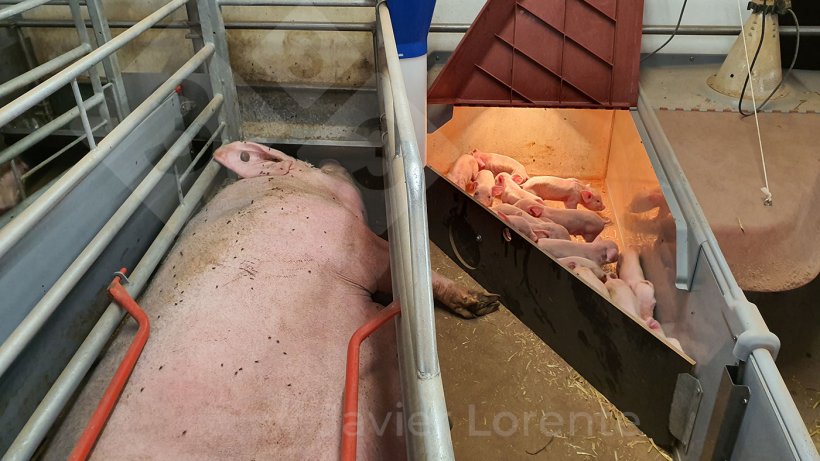 Suinetti chiusi nel nido per iniziare la colostratura&nbsp;sequenziale.
