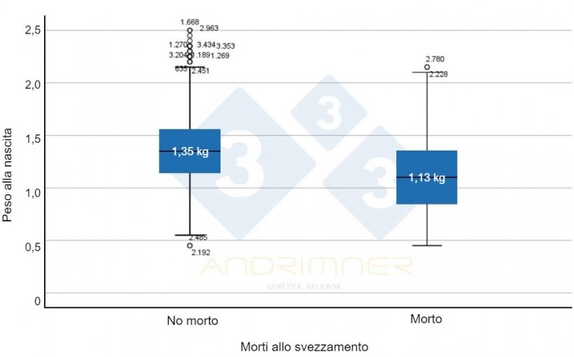 Grafico 4. Peso medio alla nascita dei sopravvissuti (&ldquo;no morti&rdquo;) e peso medio alla nascita dei morti. Differenze altamente significative tra i due gruppi (F=155,713; p&lt;0,001) Fonte: Javier Lorente. Allevamento commerciale, 3483 suinetti pesati individualmente nel 2021.
